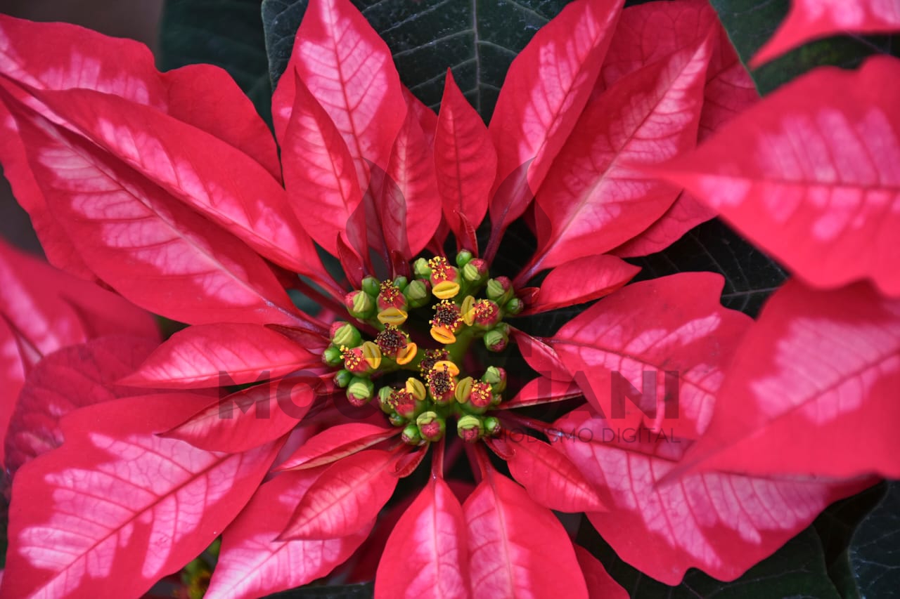 La flor de nochebuena, joya de Navidad – Mochicuani