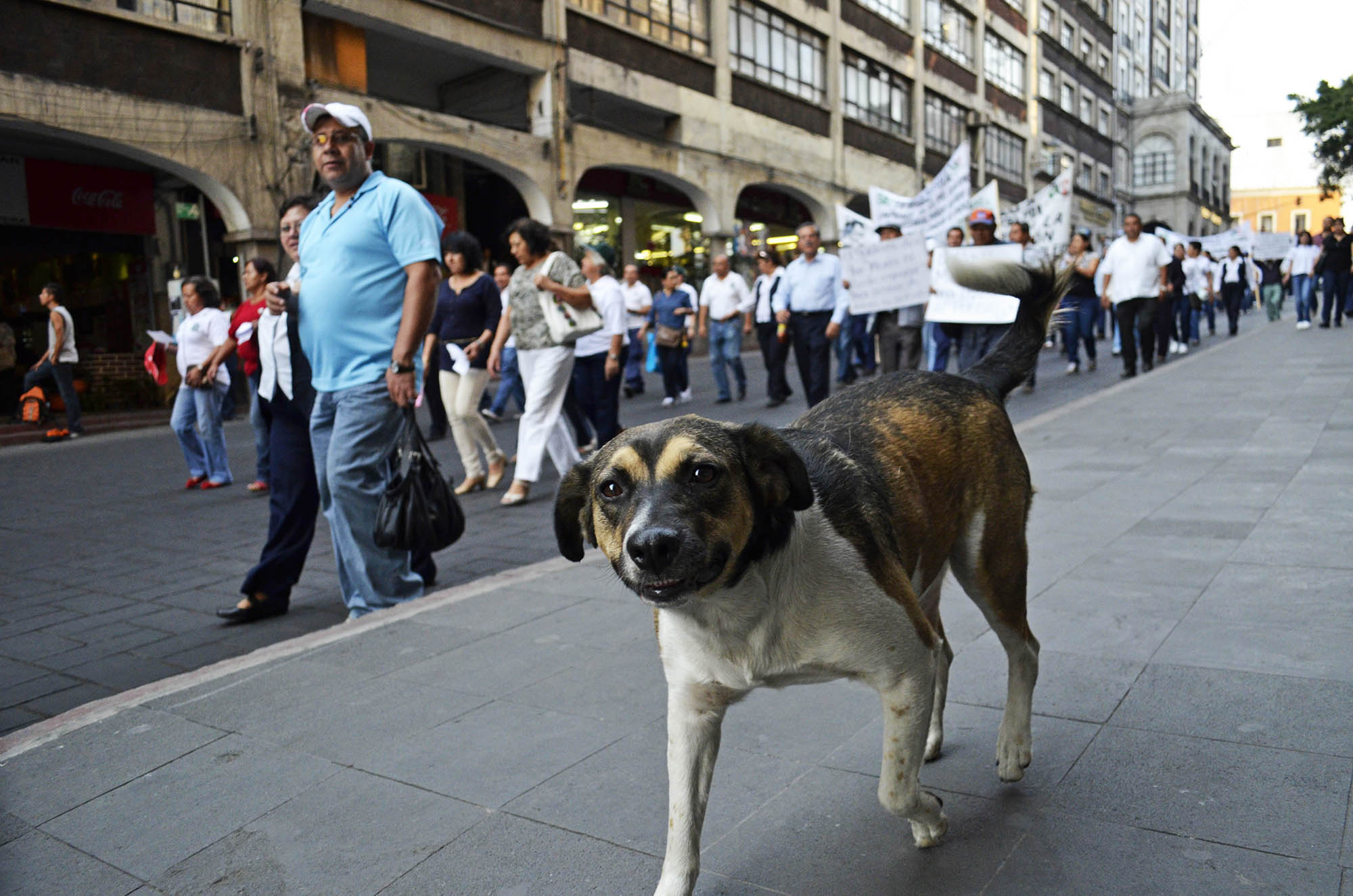 El Manchas RIP. Foto Máximo Cerdiop