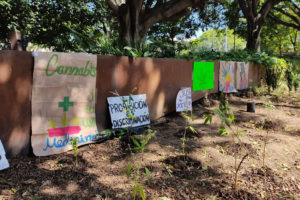 Plantas de Marihuana en Plaza de Armas. Foto cortesía