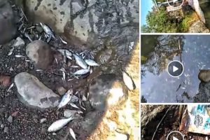 Peces muerto en barranca Papagayos