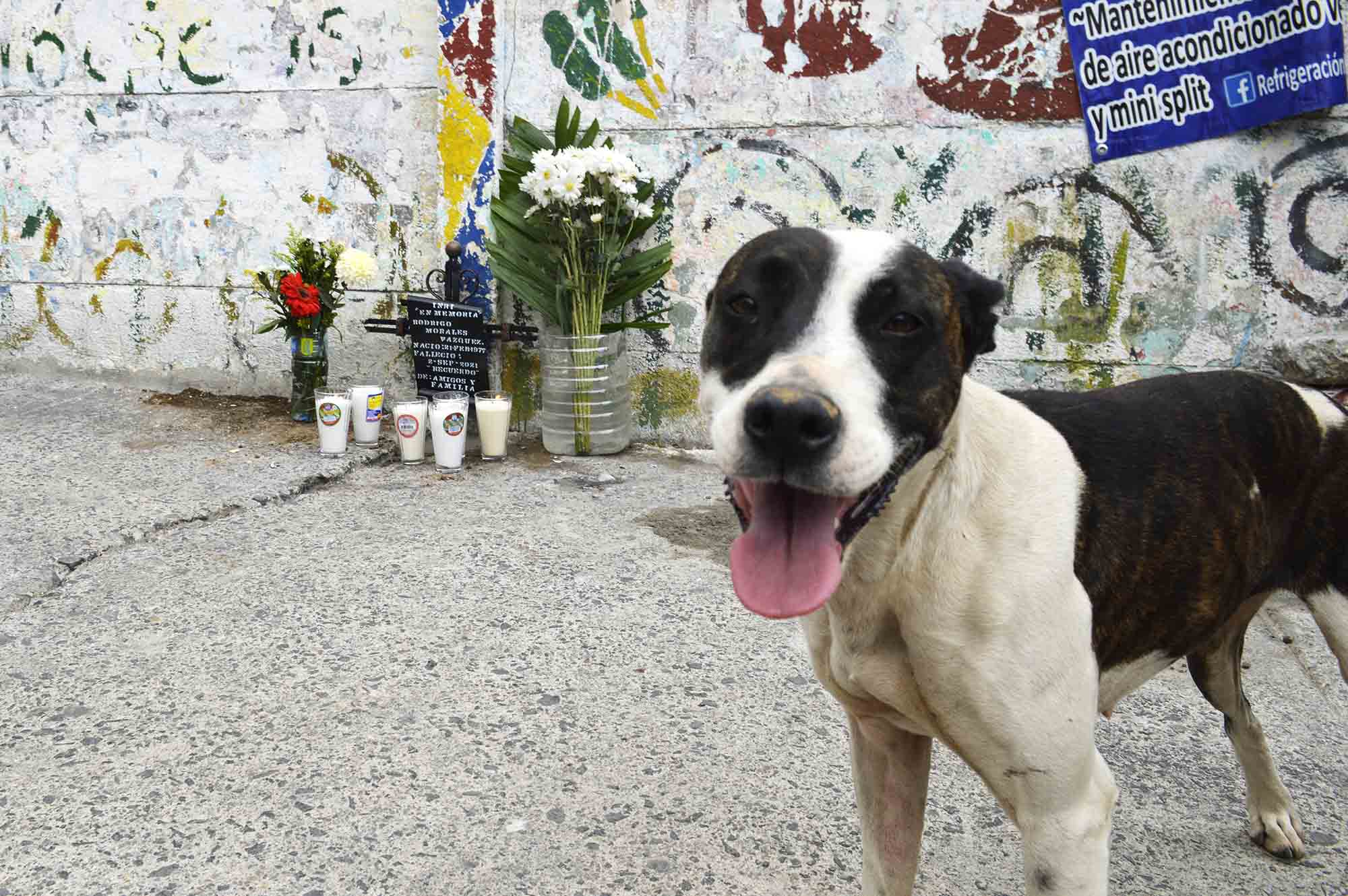 Jacky, la perrita de Rodrigo Morales Vázquez