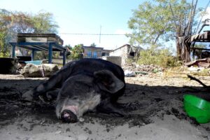 Cerdo doméstico engordando