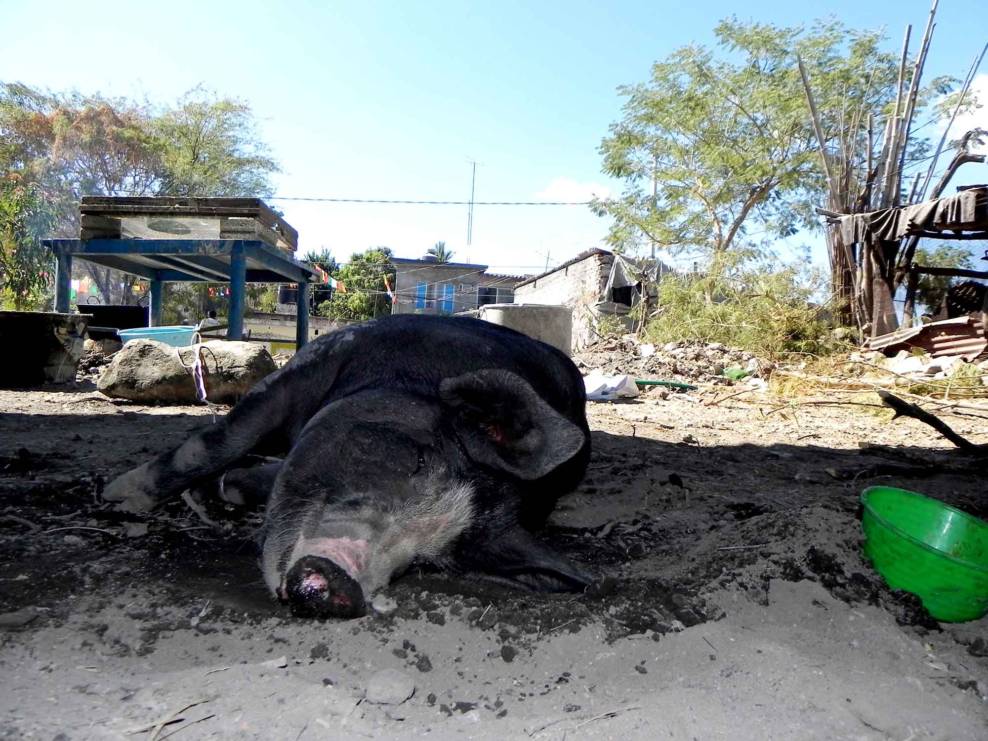 Cerdo doméstico engordando