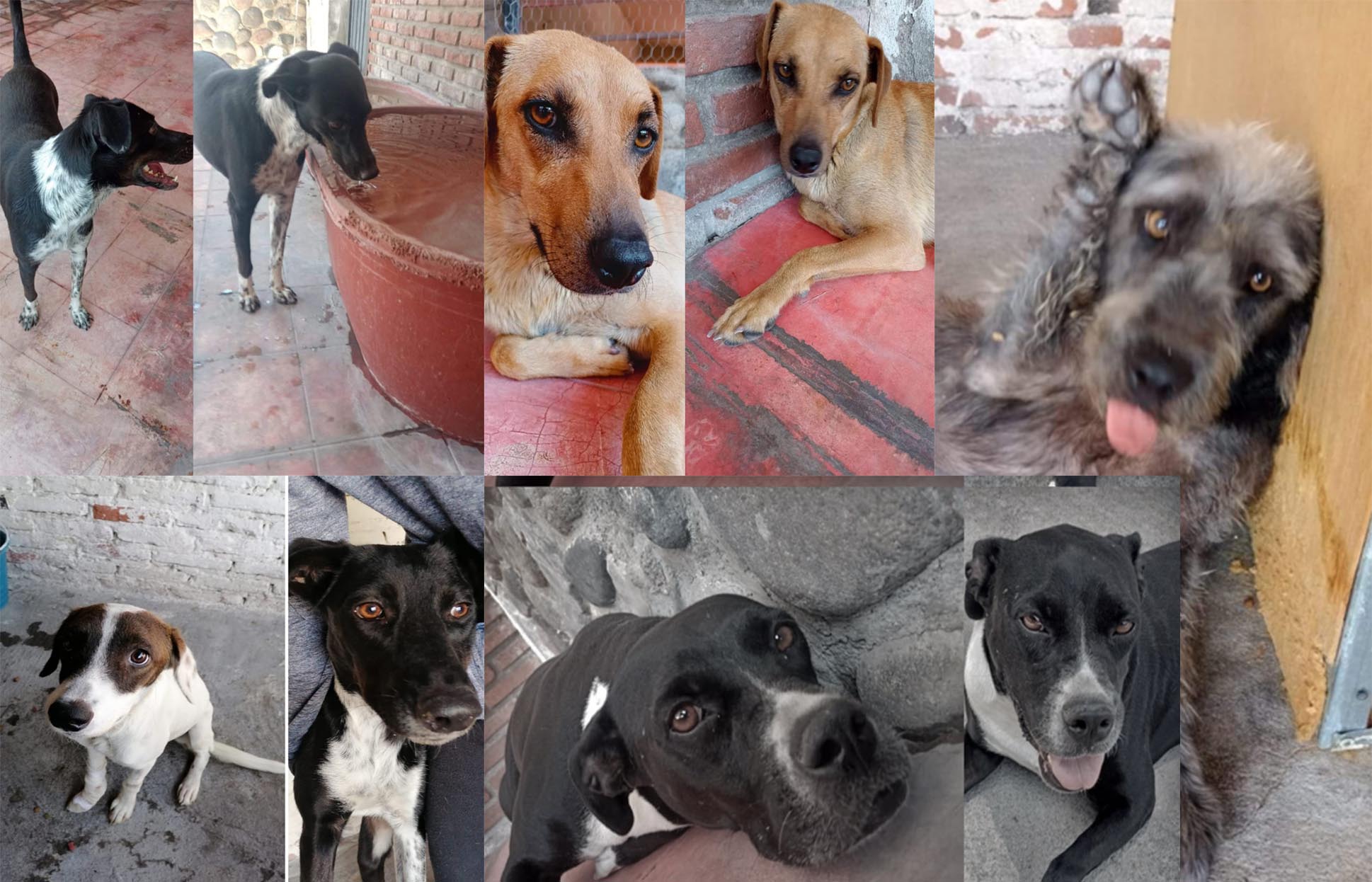 Galería de perros para adoptar