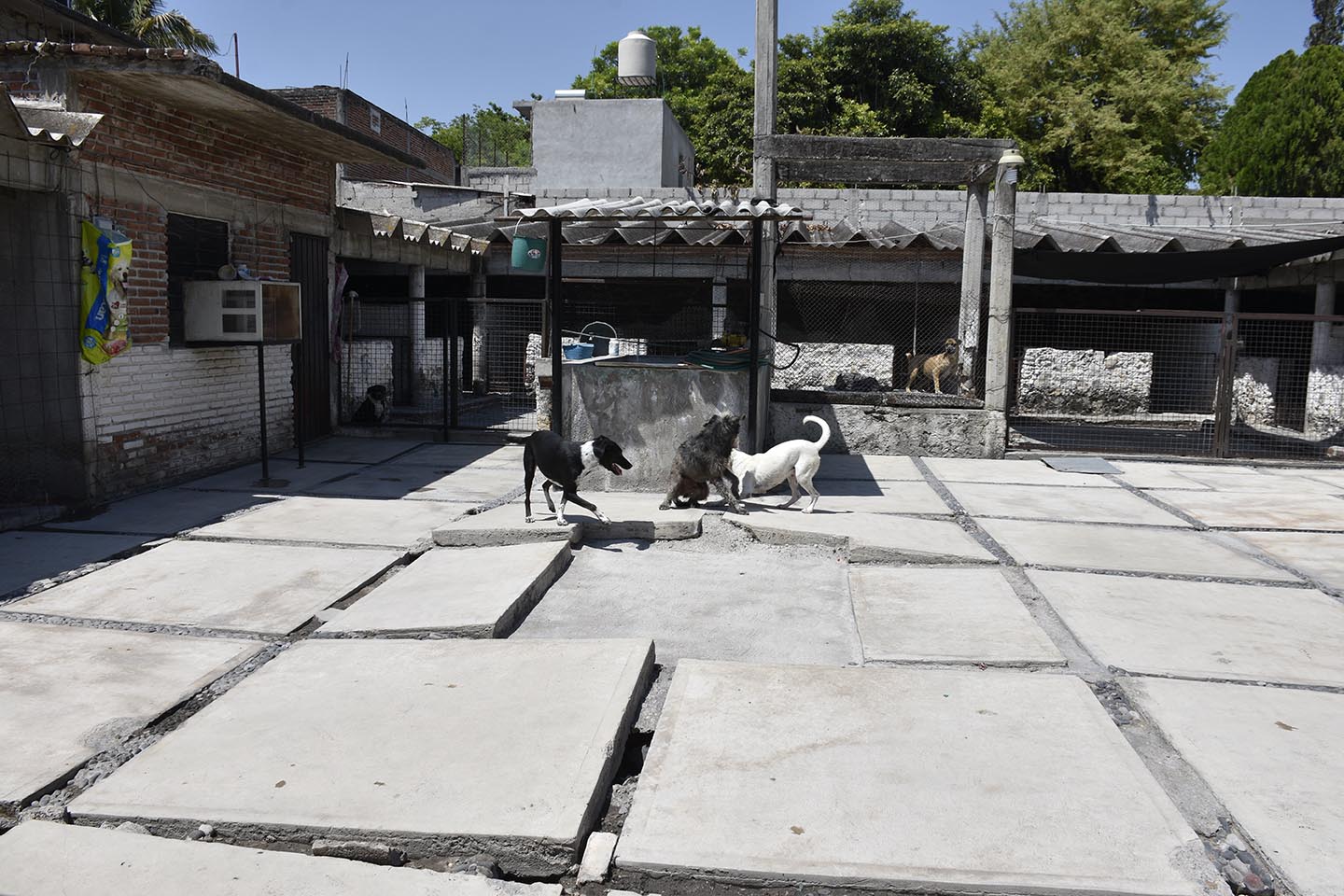 Perros jugando en el albergue2