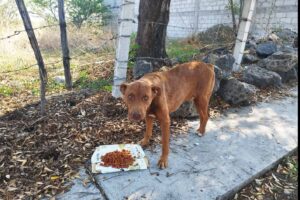 Chato comiendo