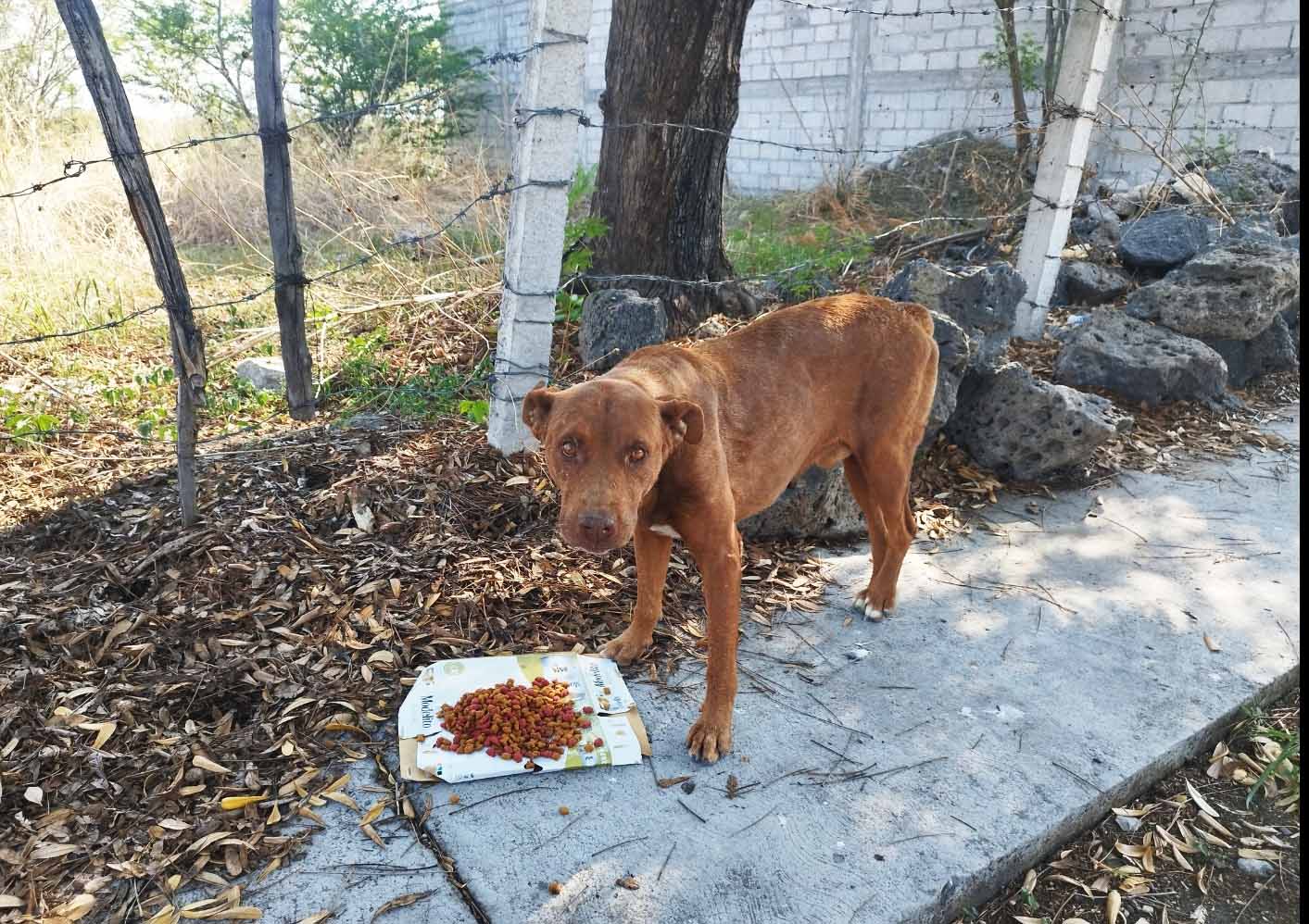 Chato comiendo