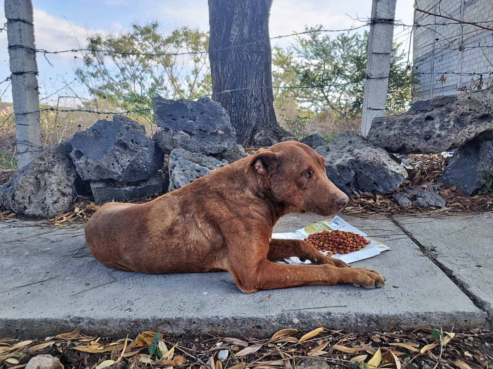 Chato en la banqueta