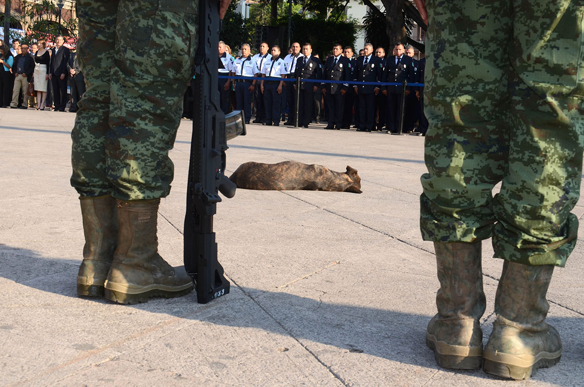 Perro en Plaza de Armas