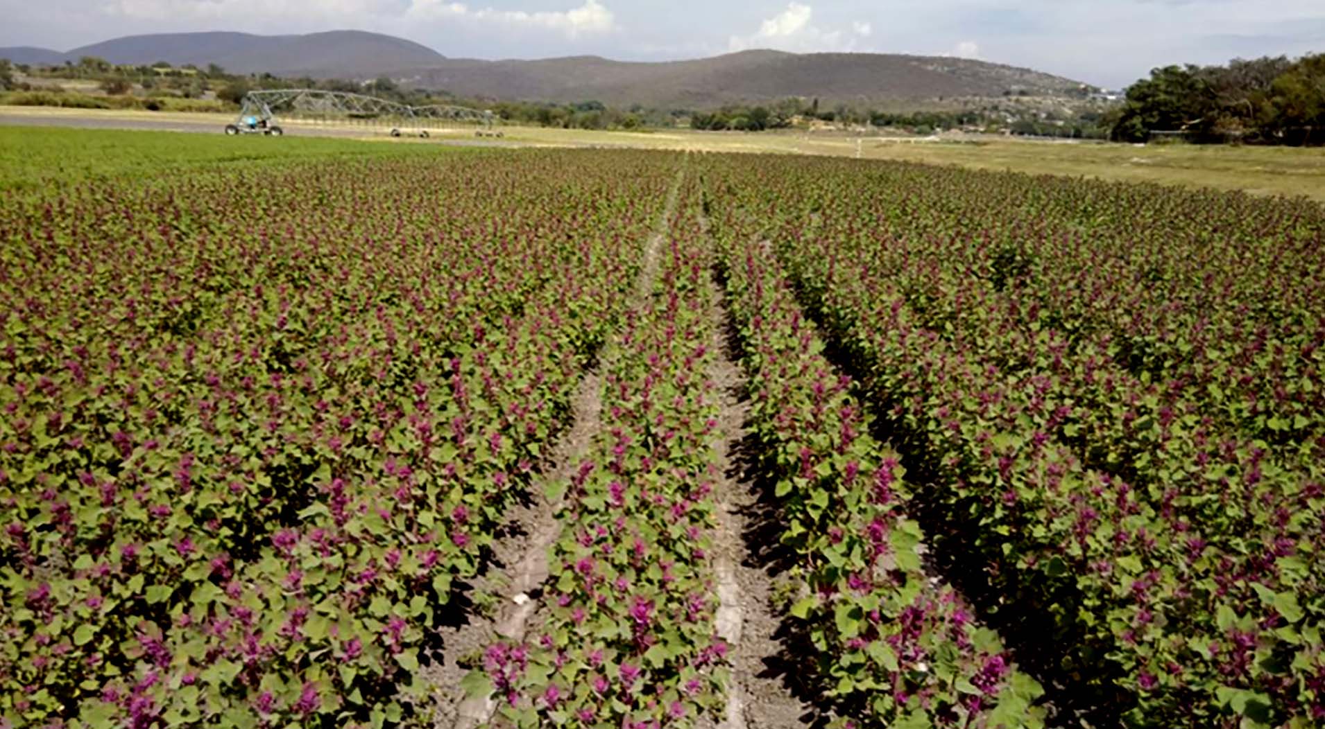 Quínoa en campo de cultivo en tlatizapán2