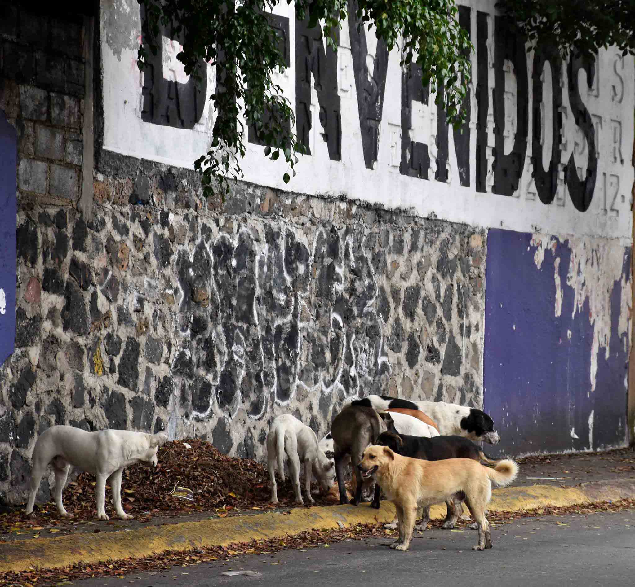 Grupos de perros en la calle