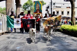 Perros en marcha