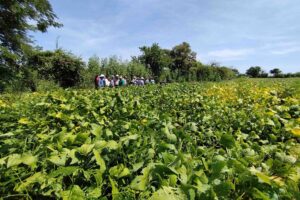 Campo de soya y productores copia