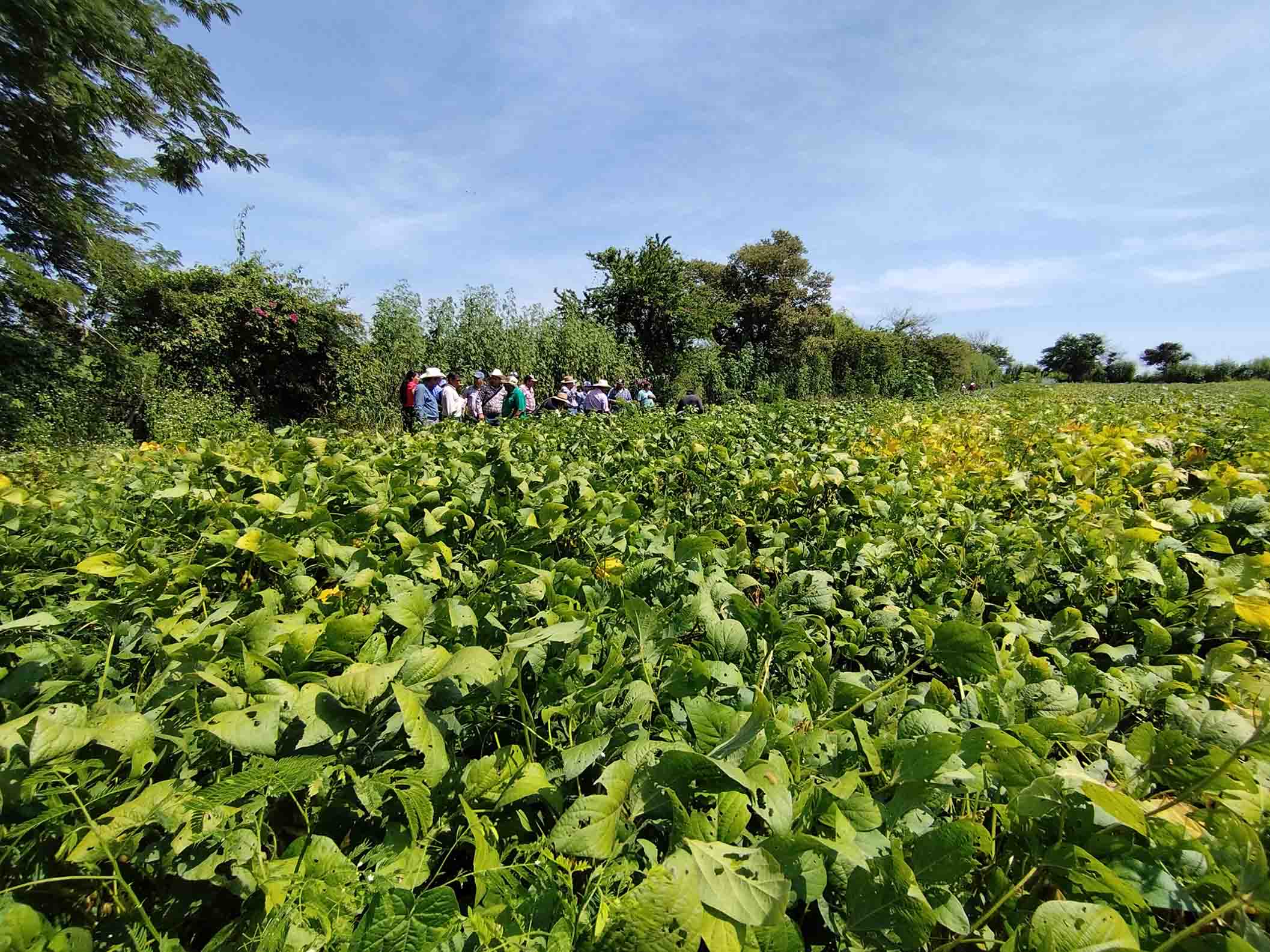 Campo de soya y productores copia