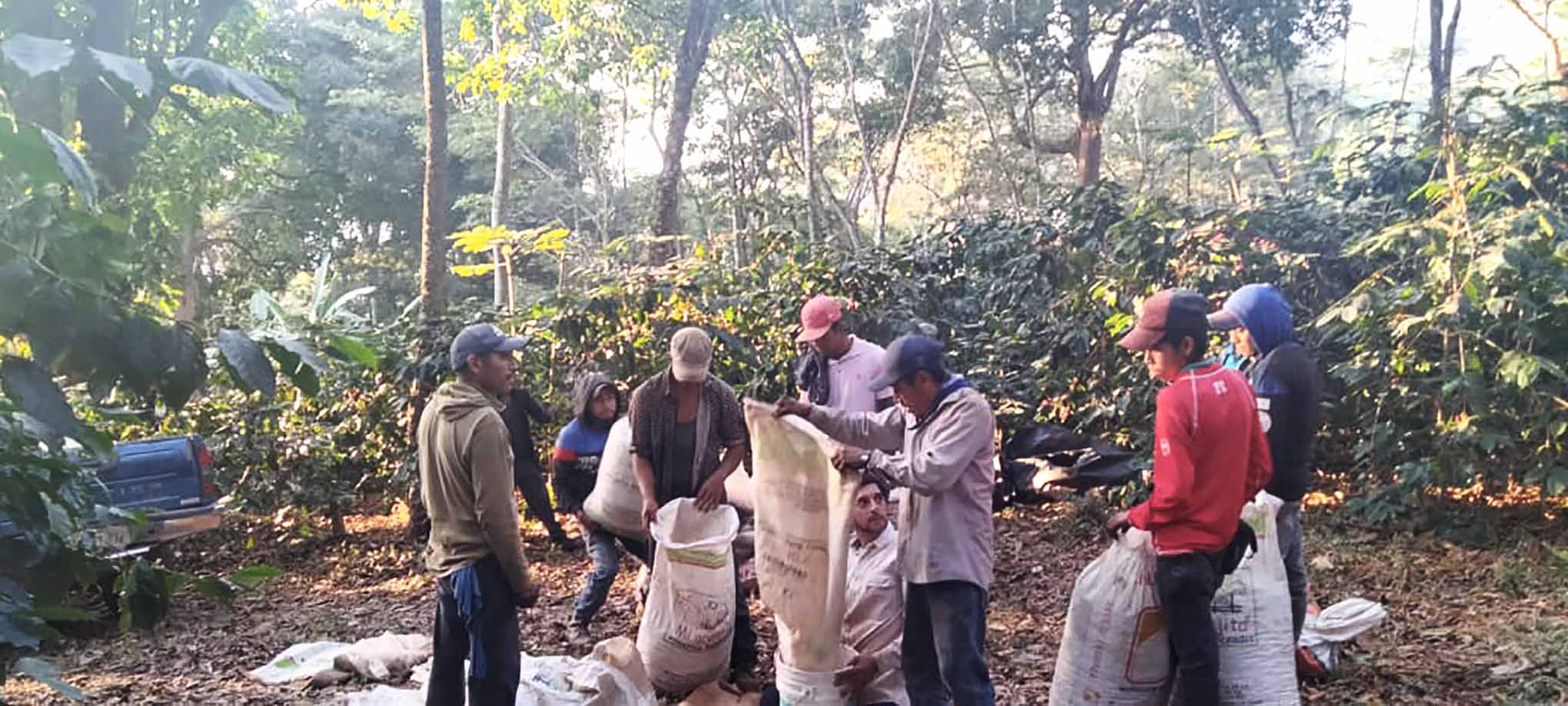 Pequeños productores de café copia