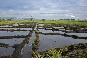 Campos de arroz