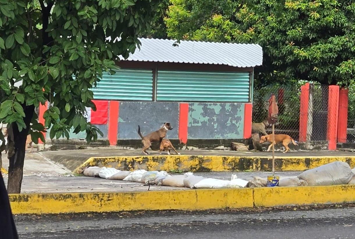 Perros en la Unidad Morelos 