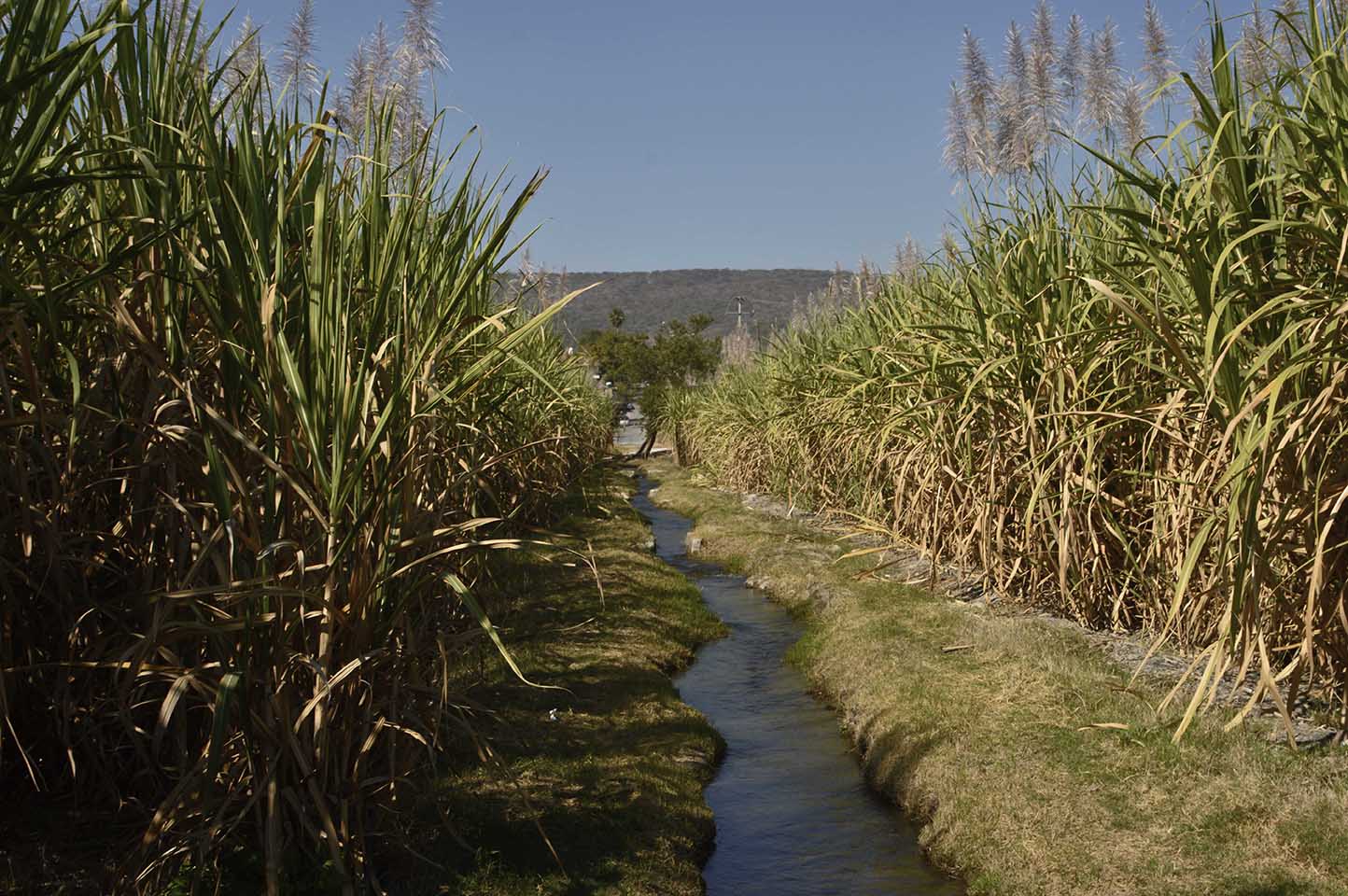 Cañaverales infectados