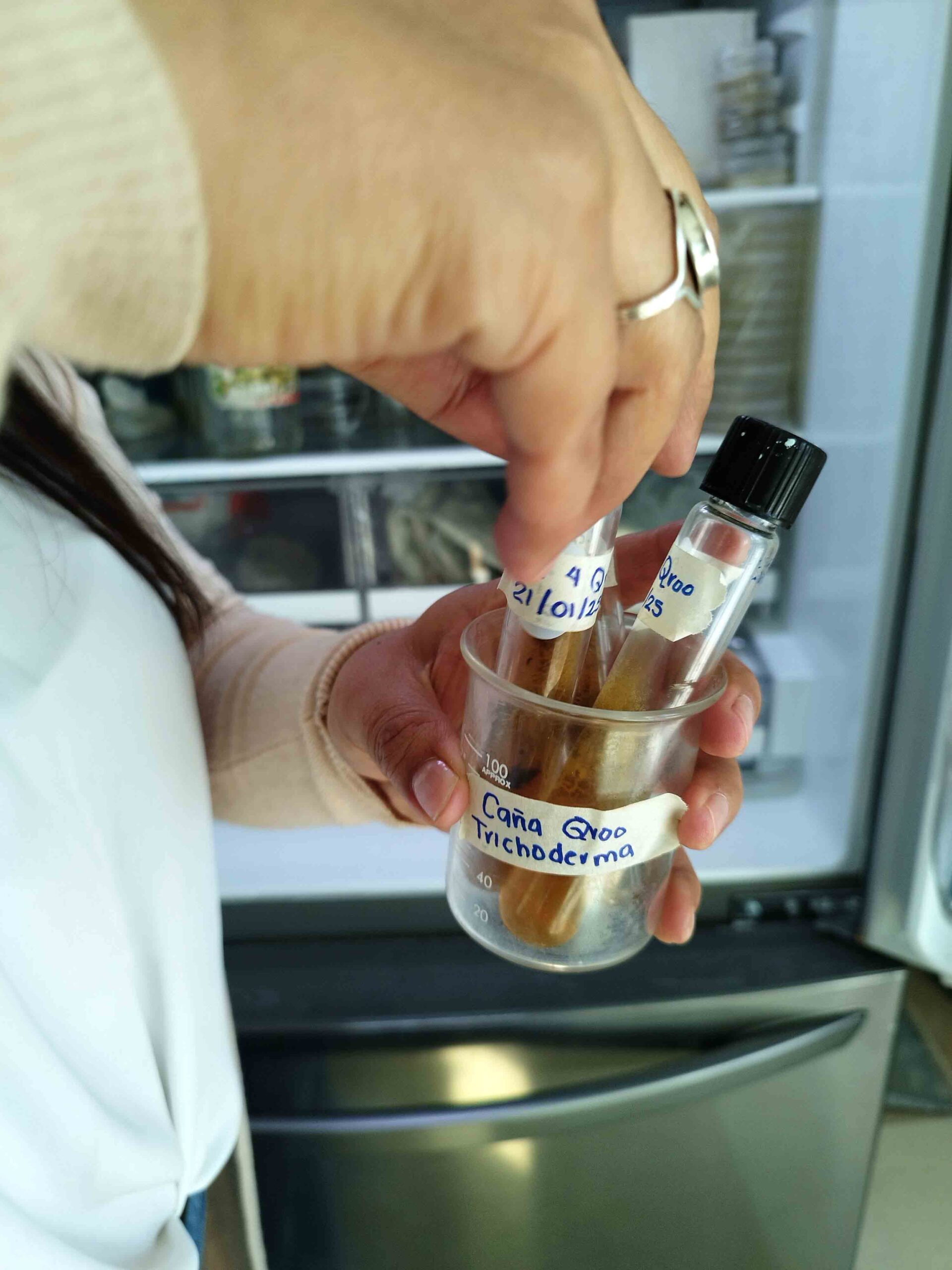 Muestras de caña con hongo